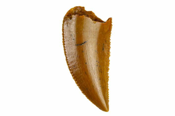 Serrated, Raptor Tooth - Real Dinosaur Tooth #115689